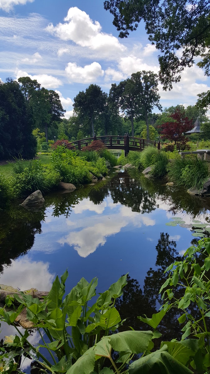 green grass and trees beside river during daytime