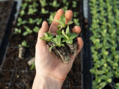 green plant on persons hand